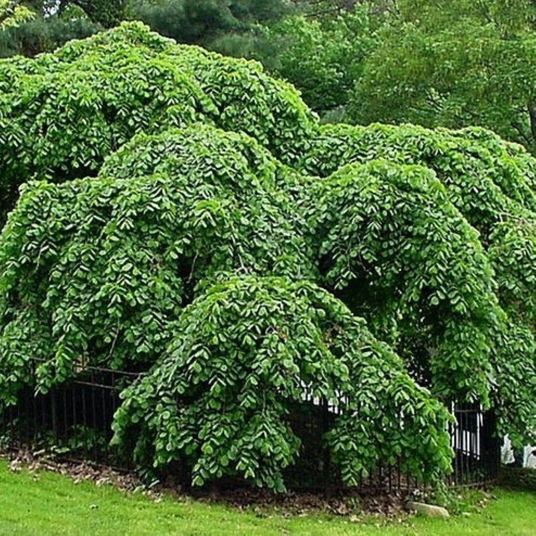 Ulmus glabra 'Camperdownii' Scotch Elm, 15 Gallon Tree