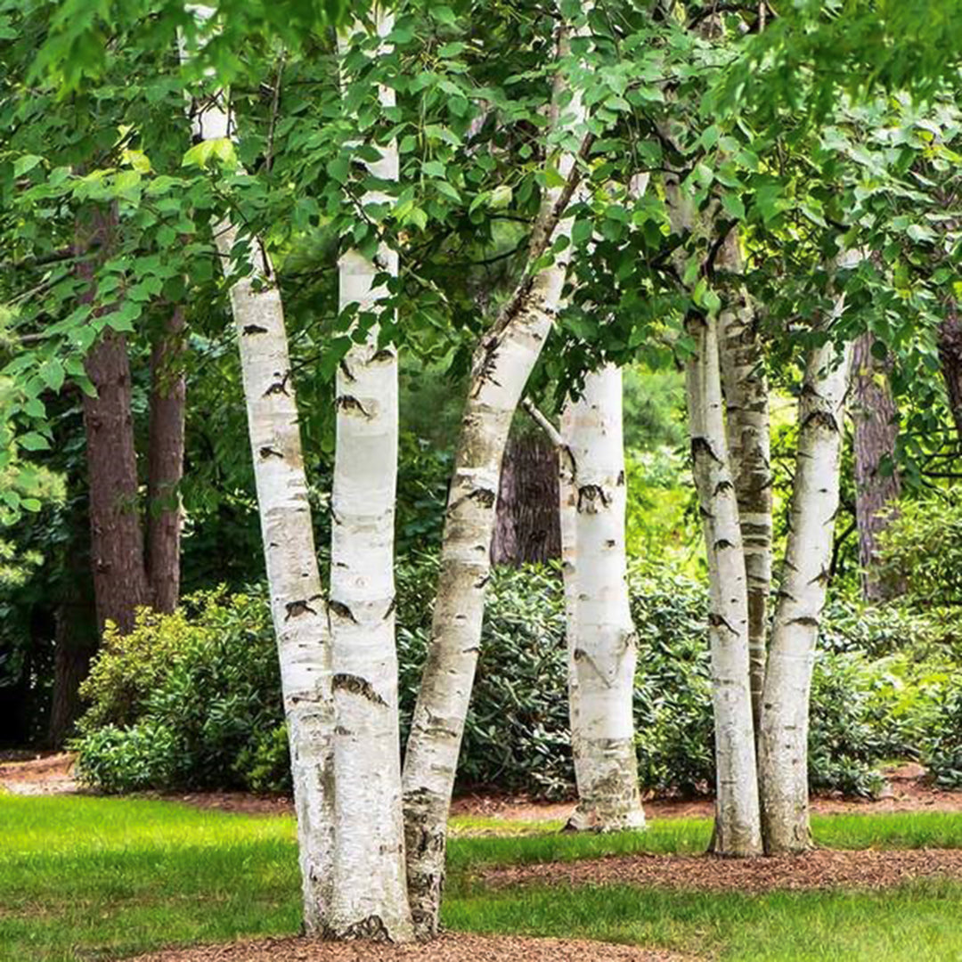 Betula jacquemontii 'Whitebarked' Clump Himalayan Birch, 15 Gallon Tree