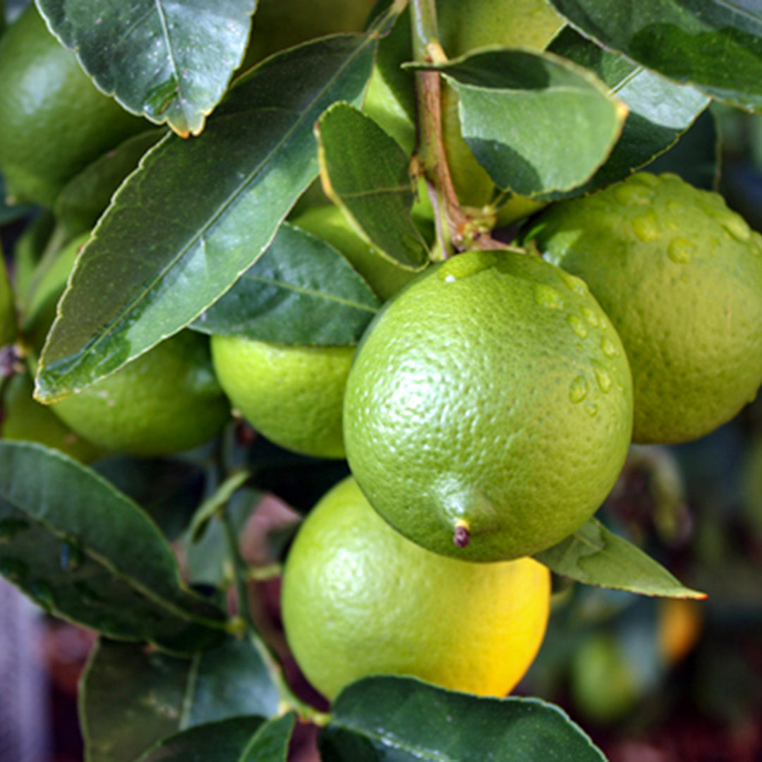 Citrus x latifolia 'Bearss' Seedless Lime, 1 Gallon Shrub