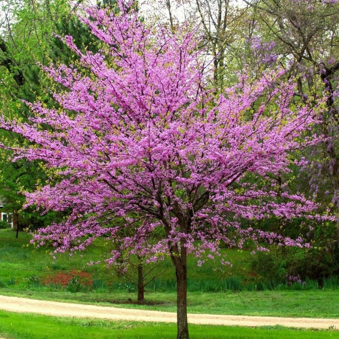 Cercis canadensis 'Eastern Redbud' Redbud, 15 Gallon Tree