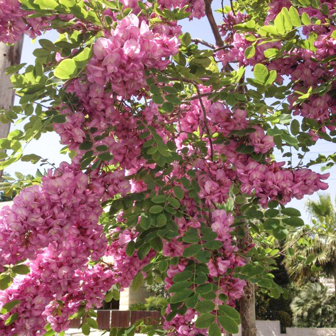 Robina pseudoacacia 'Purple Robe' Black Locust, 15 Gallon Tree
