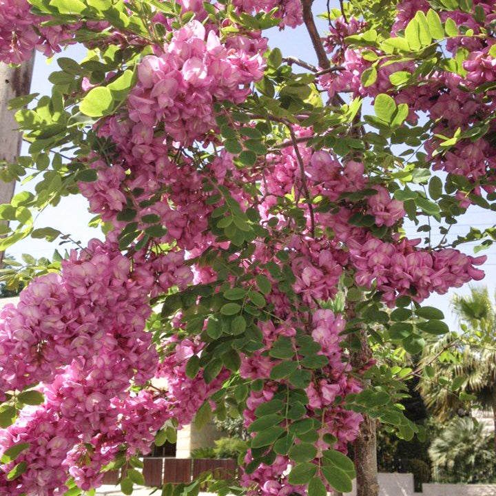 Robina pseudoacacia 'Purple Robe' Black Locust, 15 Gallon Tree