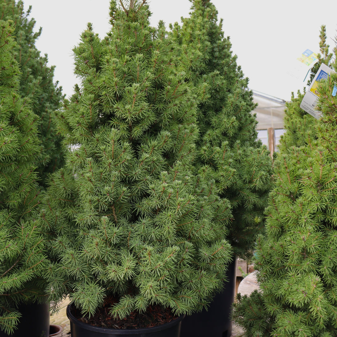 Picea glauca 'Conica' Dwarf Alberta Spruce, 2 Gallon Tree