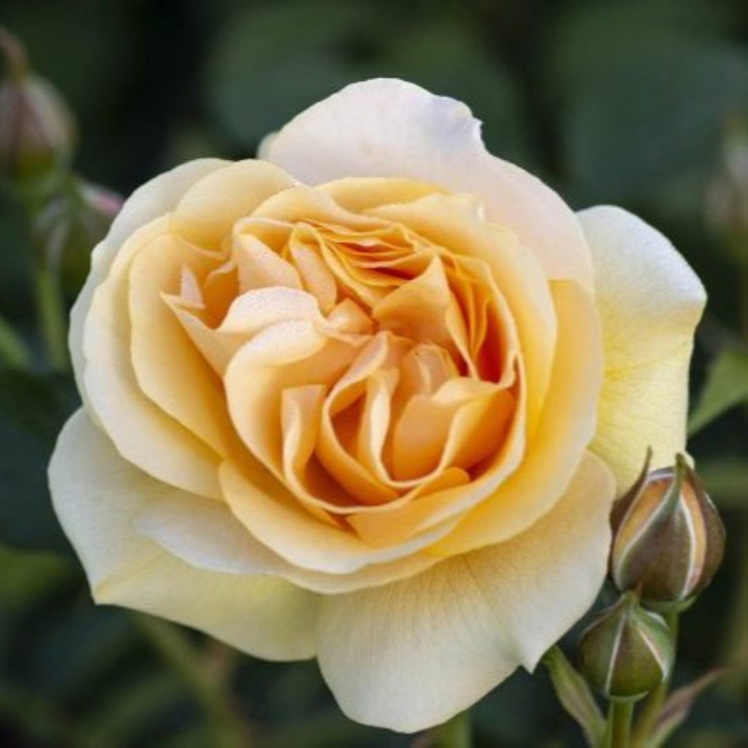 Rosa x 'Julia Child' Hybrid Tea Rose Tree, 15 Gallon Tree