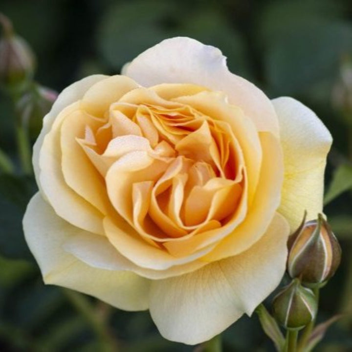 Rosa x 'Julia Child' Hybrid Tea Rose Tree, 15 Gallon Tree