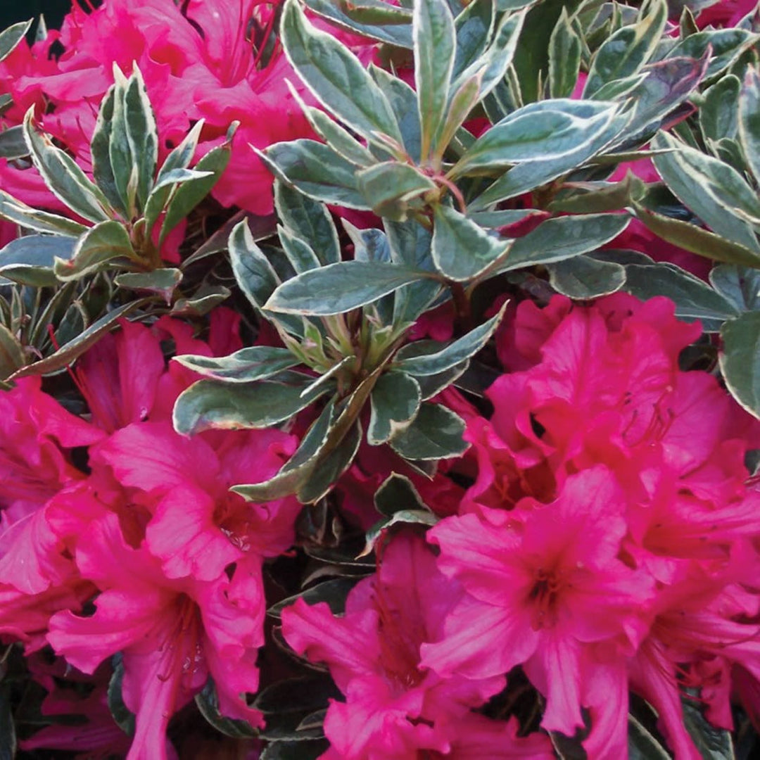 Rhododendron x 'Silver Sword' Azalea, 1 Gallon Shrub
