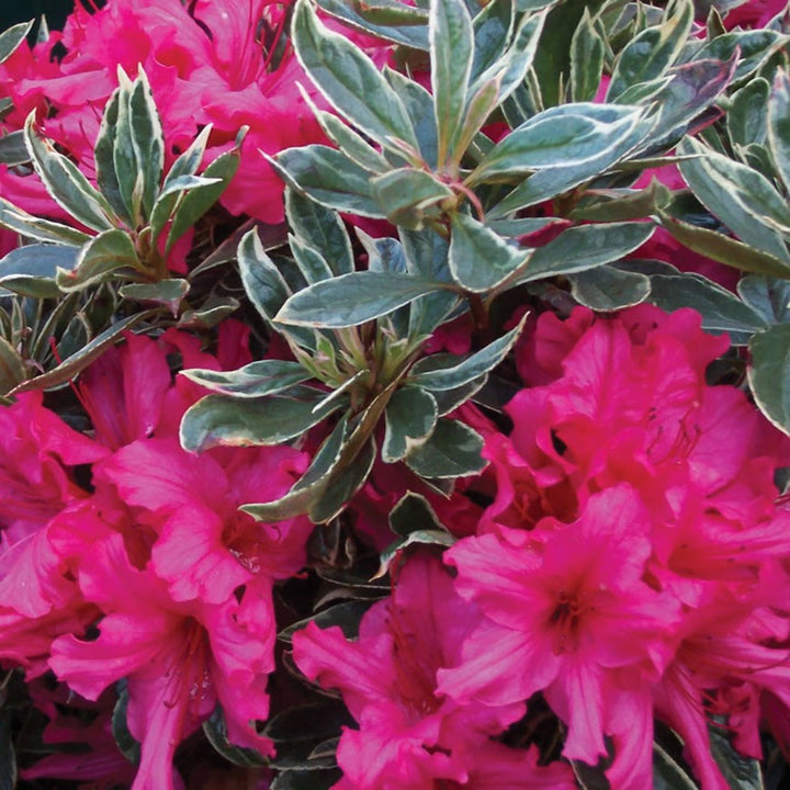 Rhododendron x 'Silver Sword' Azalea, 1 Gallon Shrub