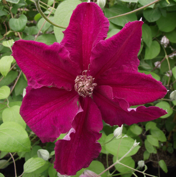 Clematis 'Ernest Markham' Clematis, 1 Gallon Vine