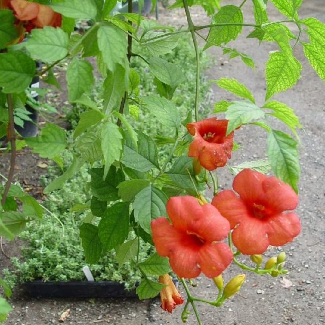 Campsis radicans 'Flamenco' Trumpet Vine, 1 Gallon Vine