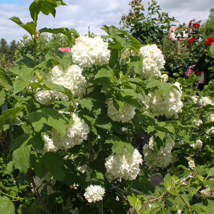 Viburnum opulus 'Roseum' Snowball Bush Tree, 10 Gallon Tree