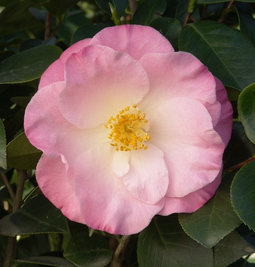 Camellia japonica 'April Remembered' Camellia, 5 Gallon Shrub
