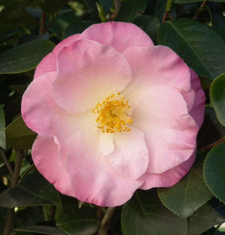 Camellia japonica 'April Remembered' Camellia, 5 Gallon Shrub