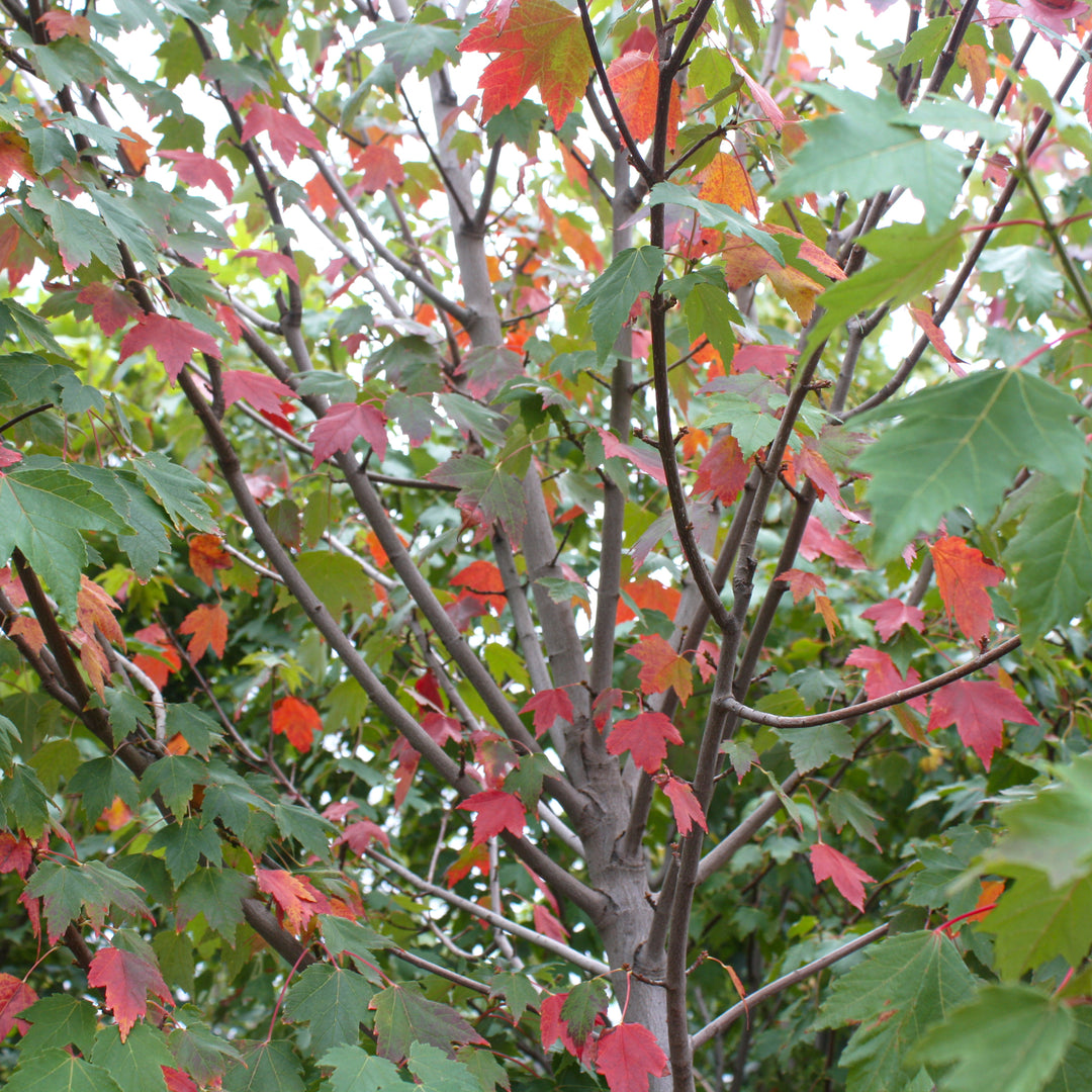 Acer rubrum 'Sun Valley' Red Maple, 15 Gallon Tree