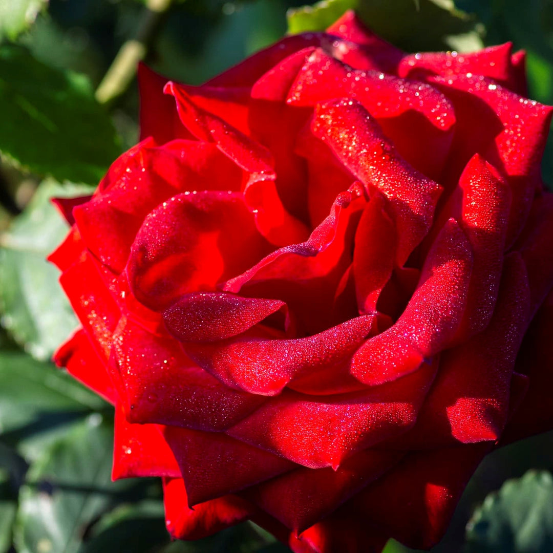 Rosa x 'Macauck' Olympiad Hybrid Tea Rose Tree, 15 Gallon Tree