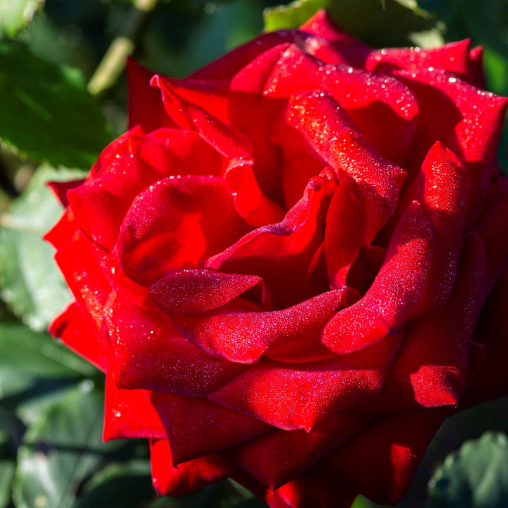 Rosa x 'Macauck' Olympiad Hybrid Tea Rose Tree, 15 Gallon Tree