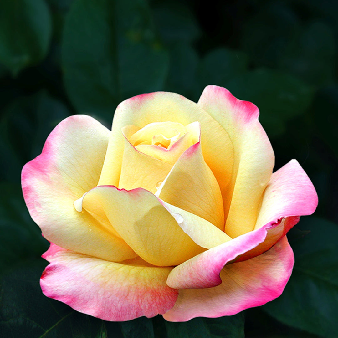 Rosa x 'Gioia' Peace Hybrid Tea Rose Tree, 15 Gallon Tree