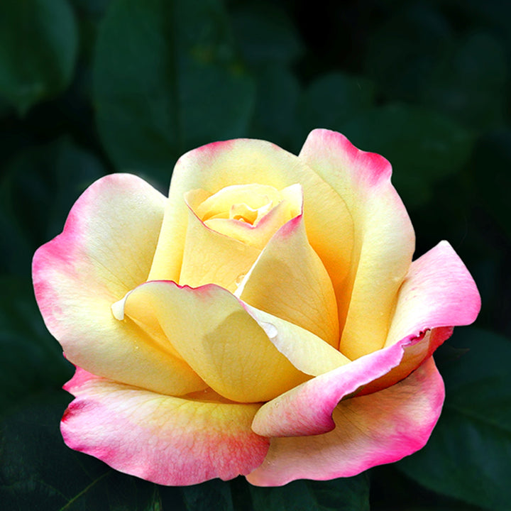 Rosa x 'Gioia' Peace Hybrid Tea Rose Tree, 15 Gallon Tree