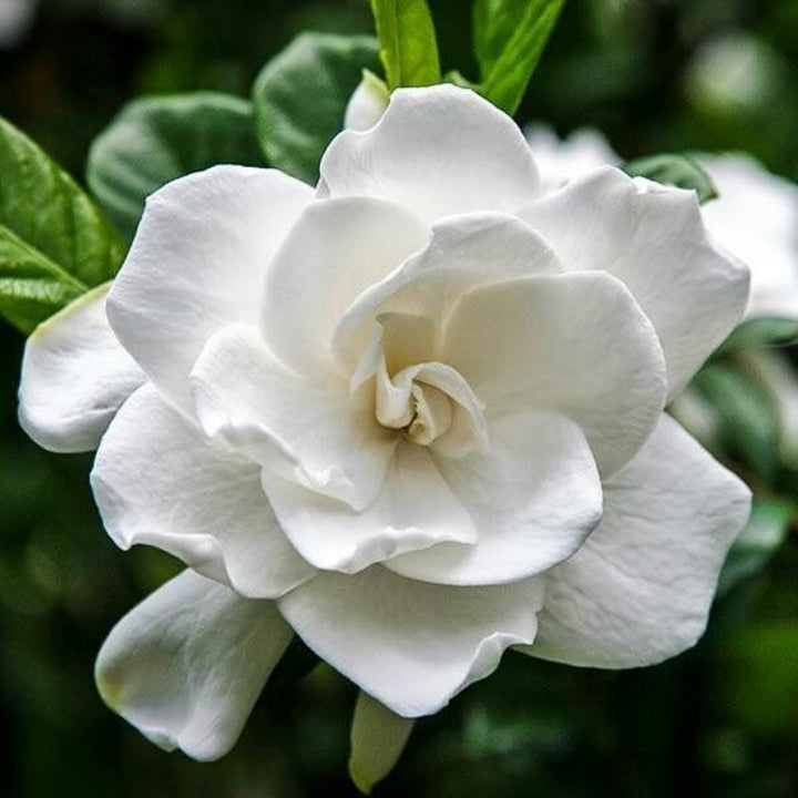 Gardenia jasminoides 'Frost Proof' Gardenia, 1 Gallon Shrub