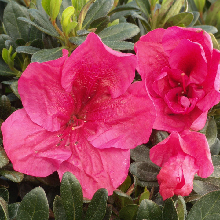 Rhododendron x 'Nuccio's Wild Cherry' Azalea, 1 Gallon Shrub