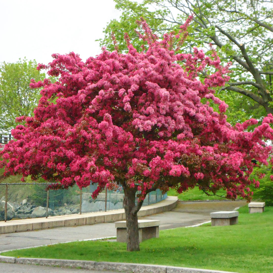 Malus ioensis 'Prairie Fire' Prairie Crabapple, 15 Gallon Tree