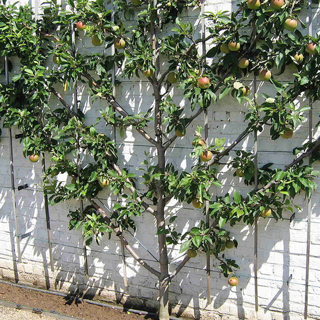 Prunus domestica 4-Way Combo Dwarf Plum, 7 Gallon Tree