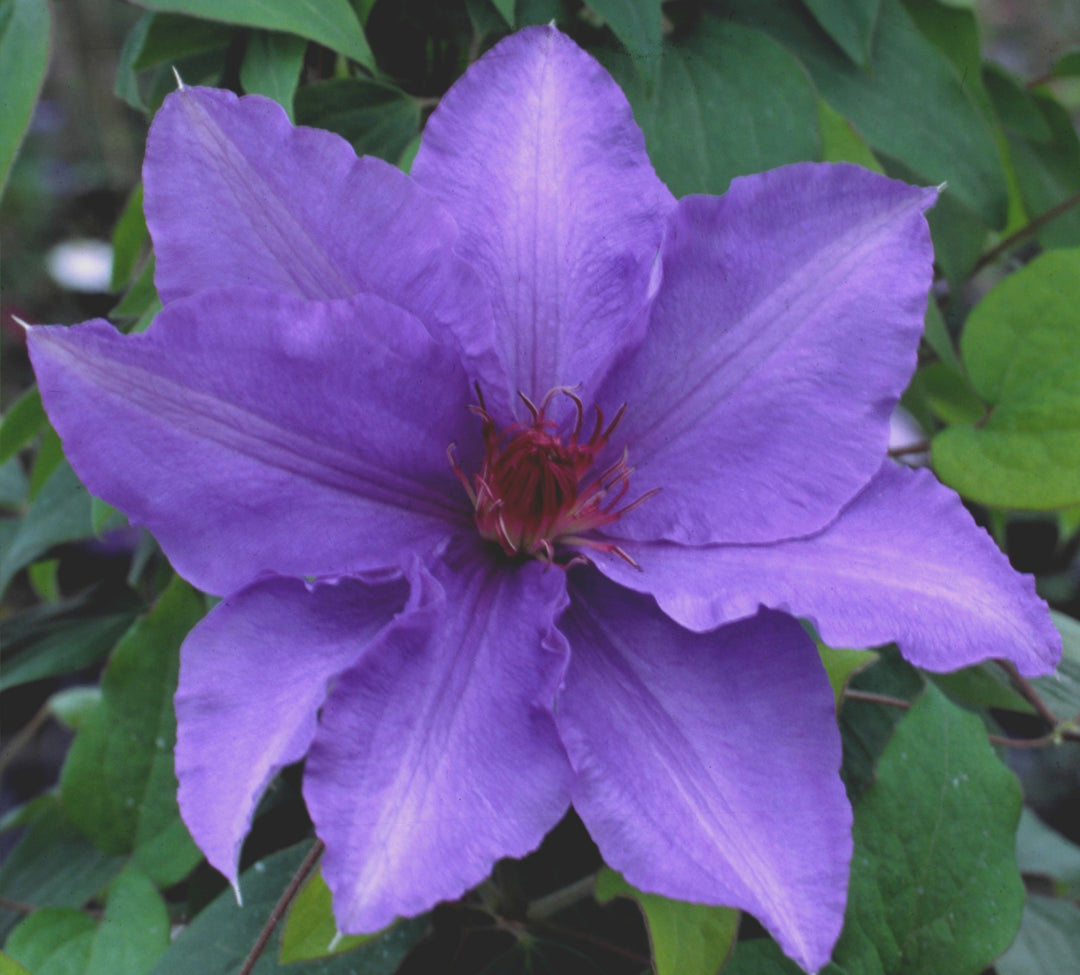 Clematis x 'Evipo019' PP16069 Boulevard® Parisienne™ Clematis, 2 Gallon Vine