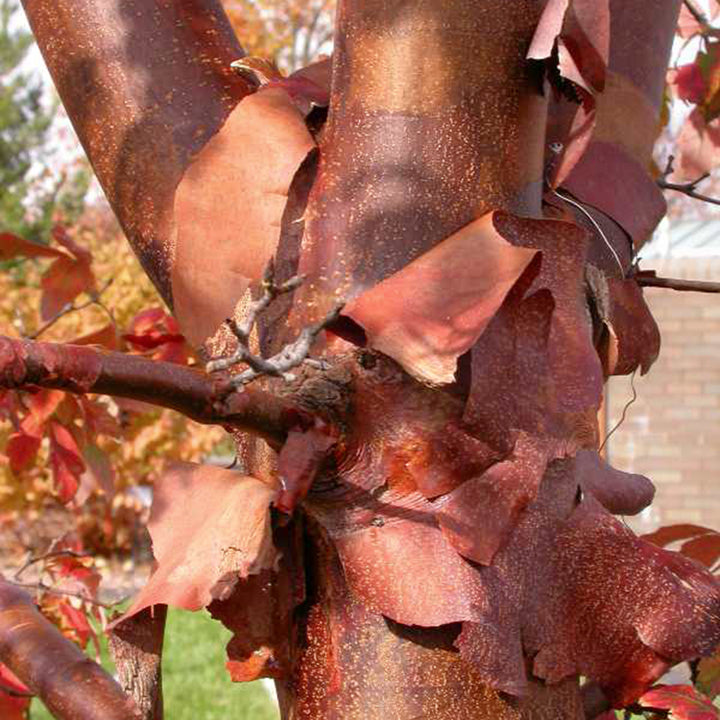 Acer griseum Paperbark Maple, 15 Gallon Tree
