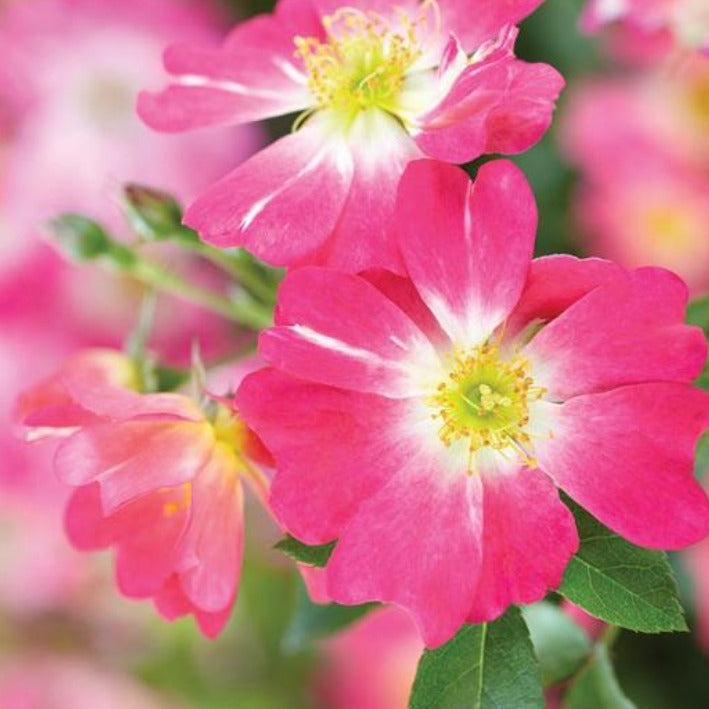 Rosa x 'Meijocos' Pink Drift® Groundcover Rose, 3 Gallon Shrub