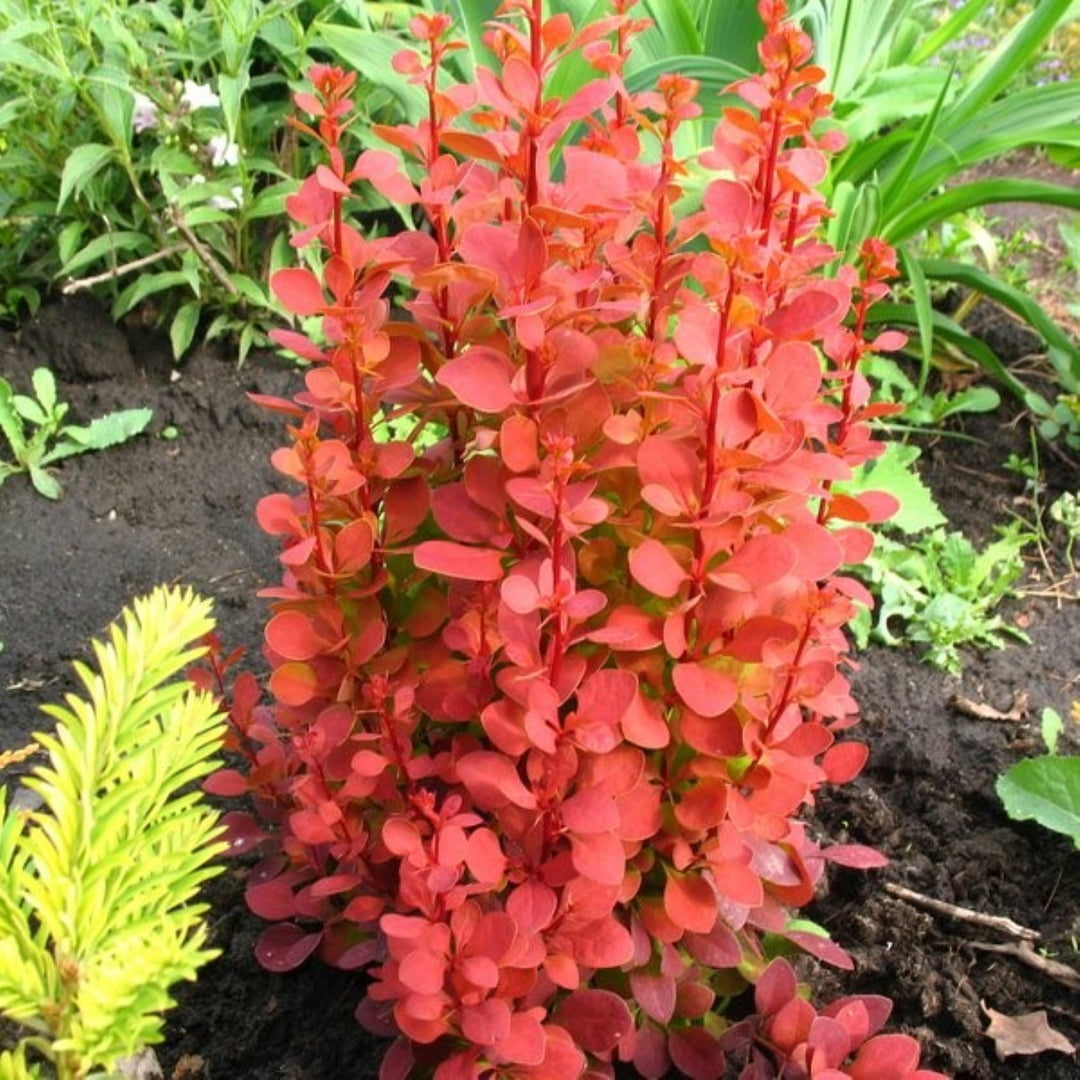 Berberis thunbergii 'Orange Rocket' PP18411 Barberry, 1 Gallon Shrub