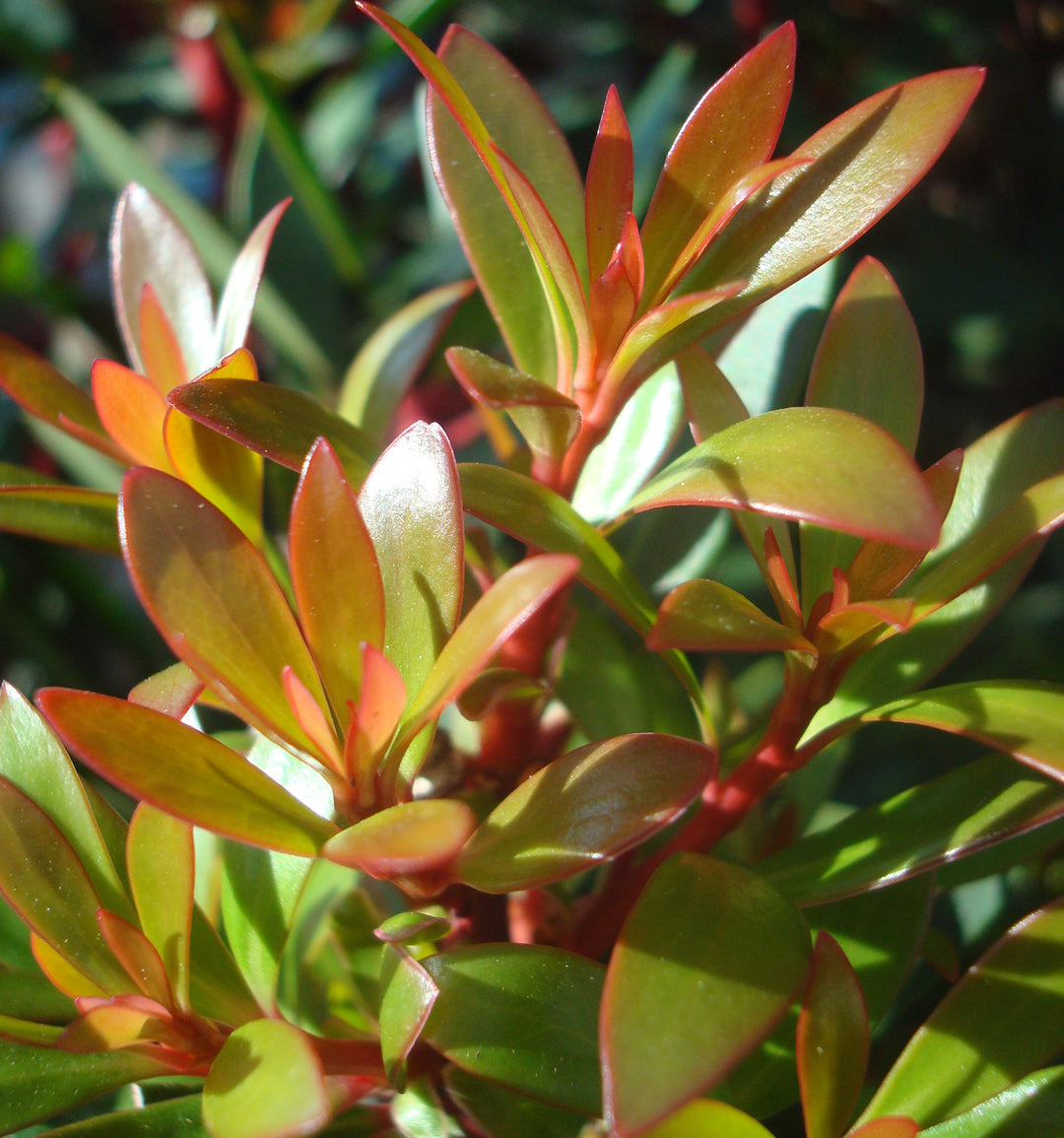 Drimys lanceolata Mountain Pepper, 1 Gallon Shrub