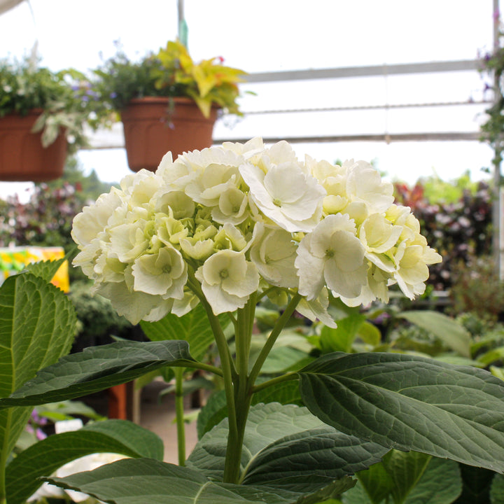 Hydrangea macrophylla 'Madame Emile Mouliere' Mophead Hydrangea, 3 Gallon Shrub