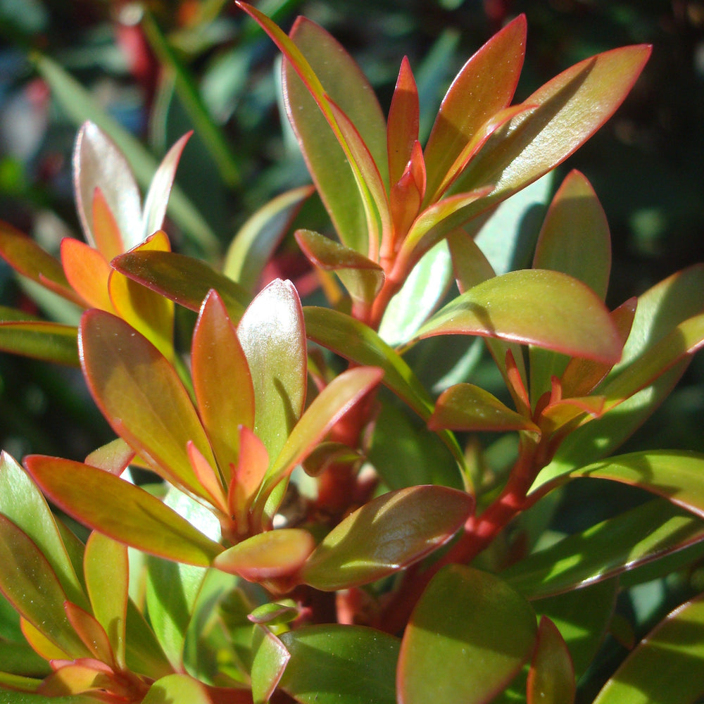 Drimys lanceolata Mountain Pepper, 2 Gallon Shrub