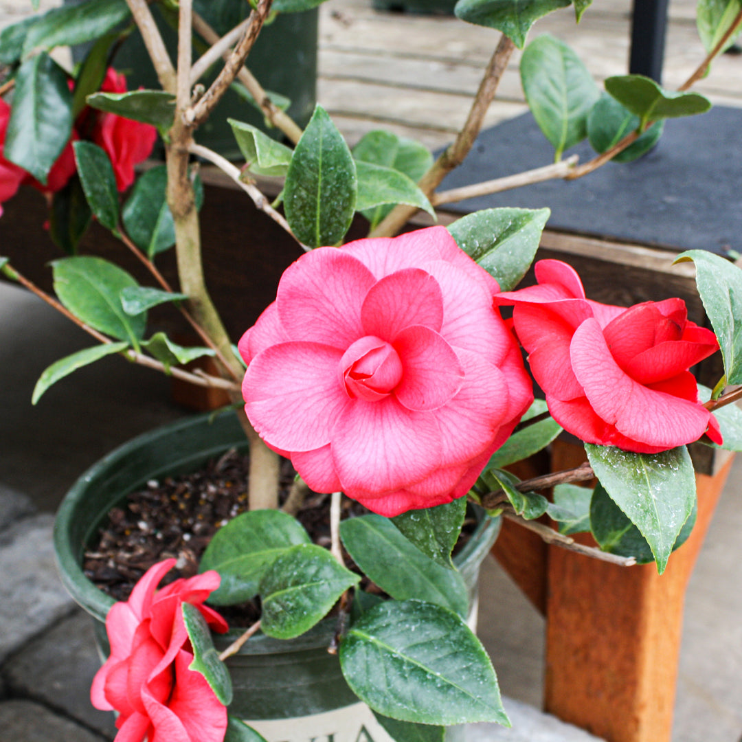 Camellia japonica 'Mathotiana Supreme' Camellia, 5 Gallon Shrub