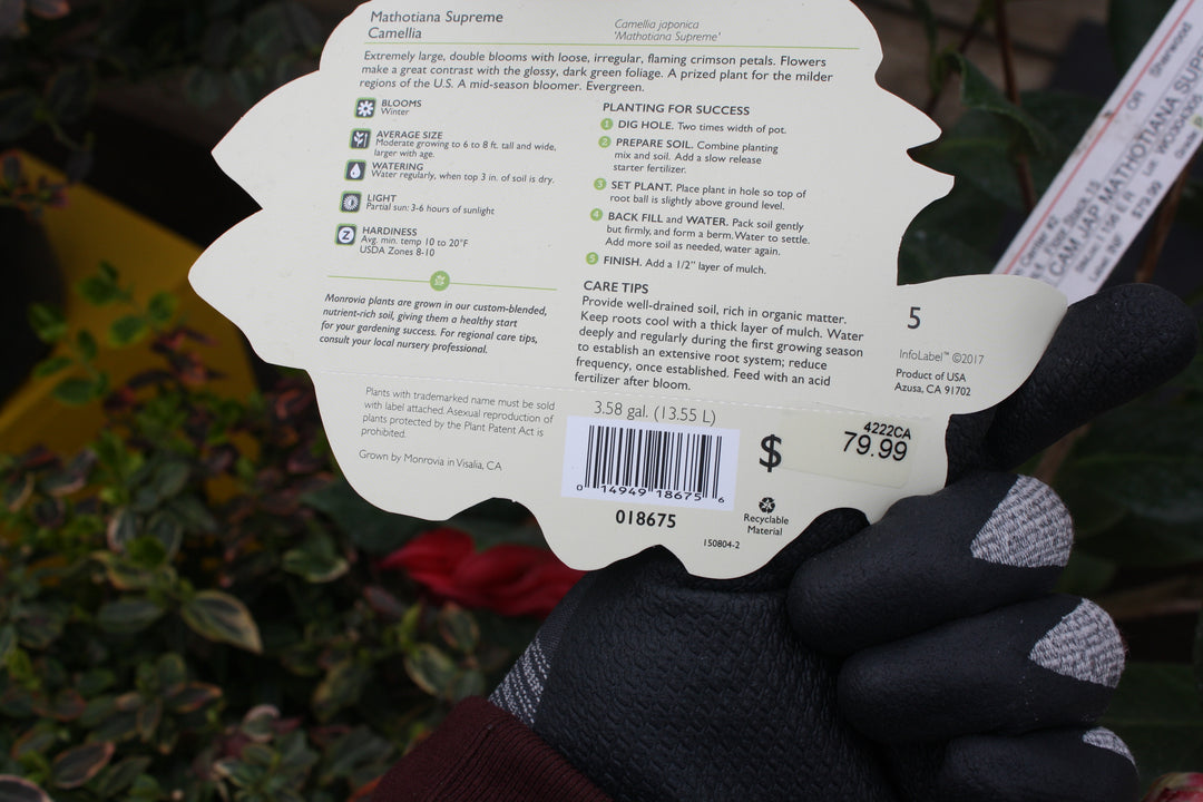 Camellia japonica 'Mathotiana Supreme' Camellia, 5 Gallon Shrub