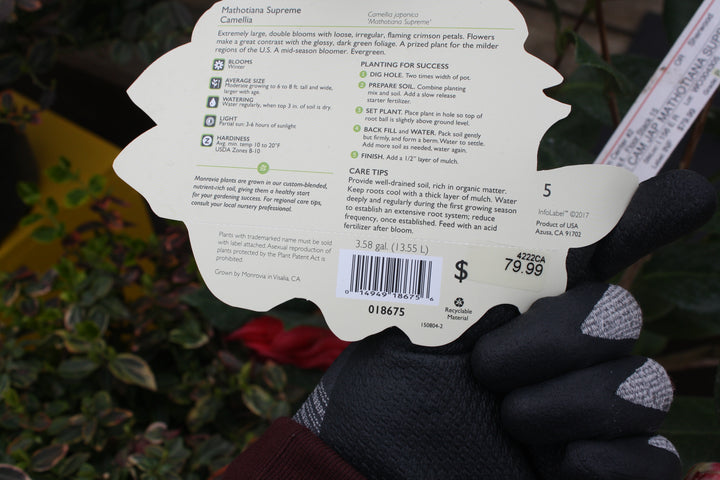 Camellia japonica 'Mathotiana Supreme' Camellia, 5 Gallon Shrub