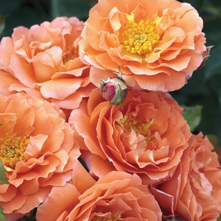 Rosa x 'Meipluvia' Adobe Sunrise Floribunda Rose, 3 Gallon Shrub