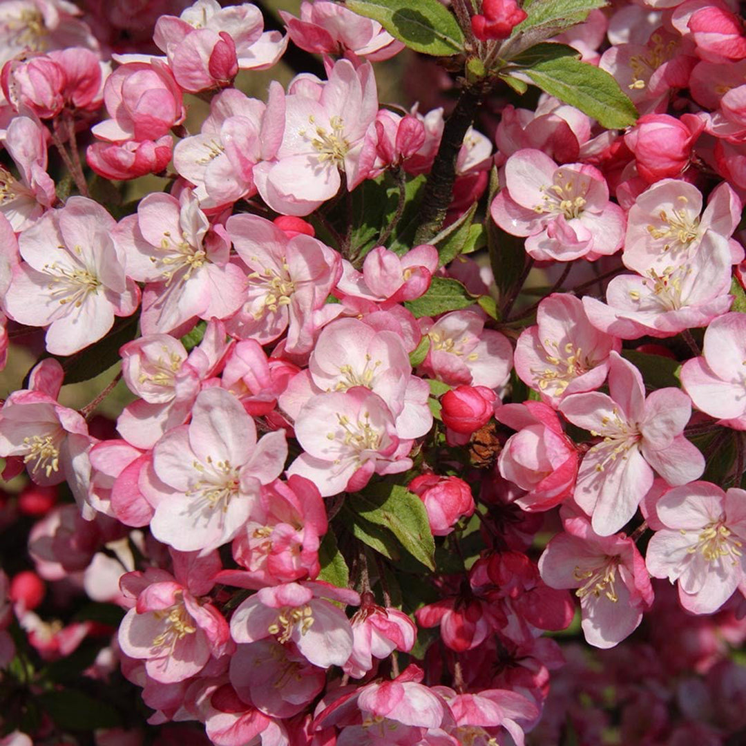 Malus 'Coralburst' Flowering Crabapple, 10 Gallon Tree