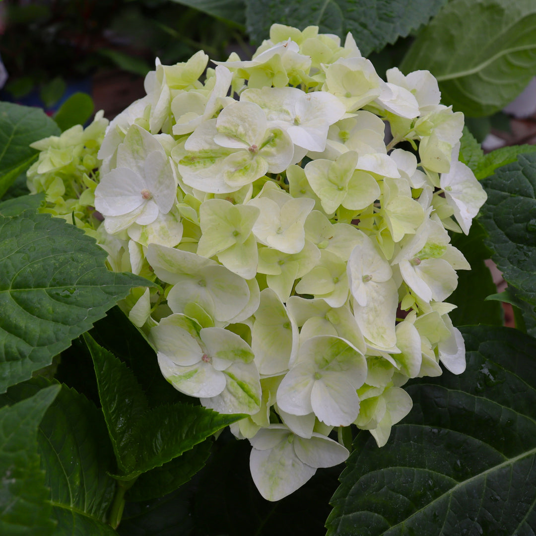 Bigleaf Hydrangea