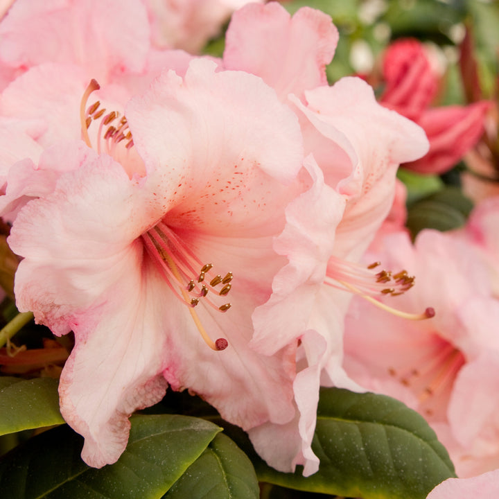 Rhododendron 'Virginia Richards' Rhododendron, 7 Gallon Shrub