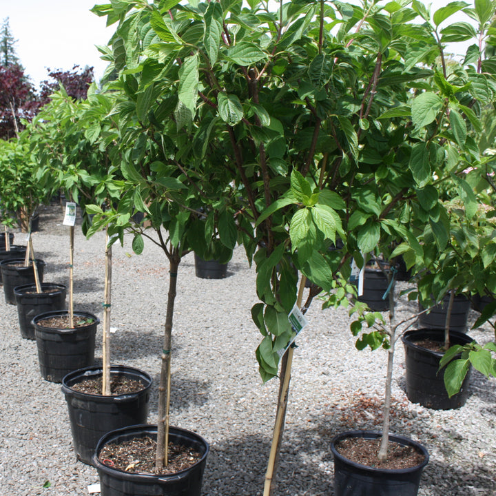 Hydrangea paniculata 'Phantom' Panicle Hydrangea Tree, 10 Gallon Tree