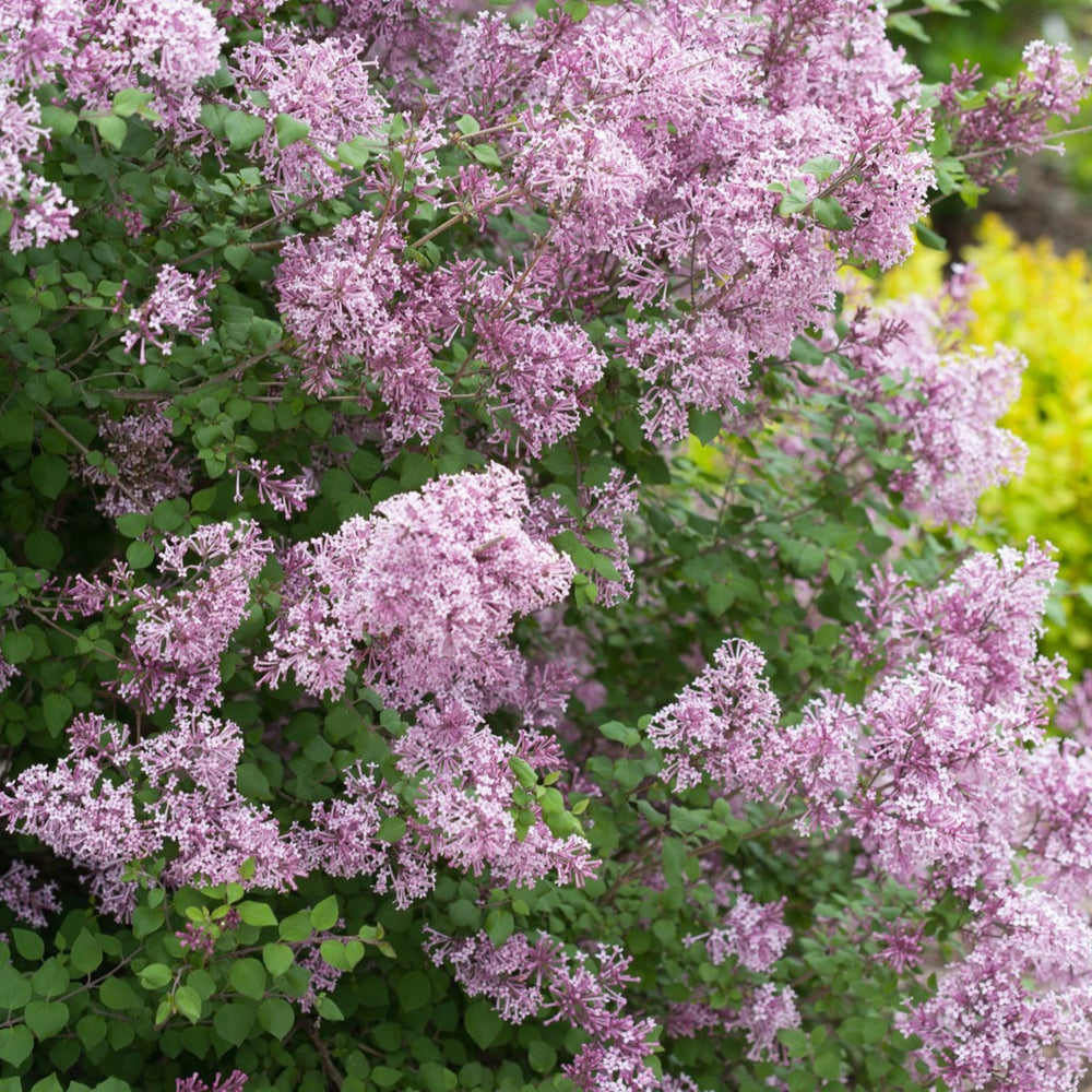 Syringa x 'Penda' PP20575 Bloomerang® Purple Reblooming Lilac, 7 Gallon Shrub