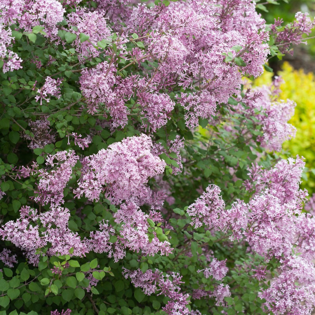 Syringa x 'Penda' PP20575 Bloomerang® Purple Reblooming Lilac, 7 Gallon Shrub