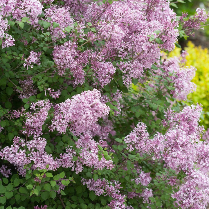 Syringa x 'Penda' PP20575 Bloomerang® Purple Reblooming Lilac, 7 Gallon Shrub