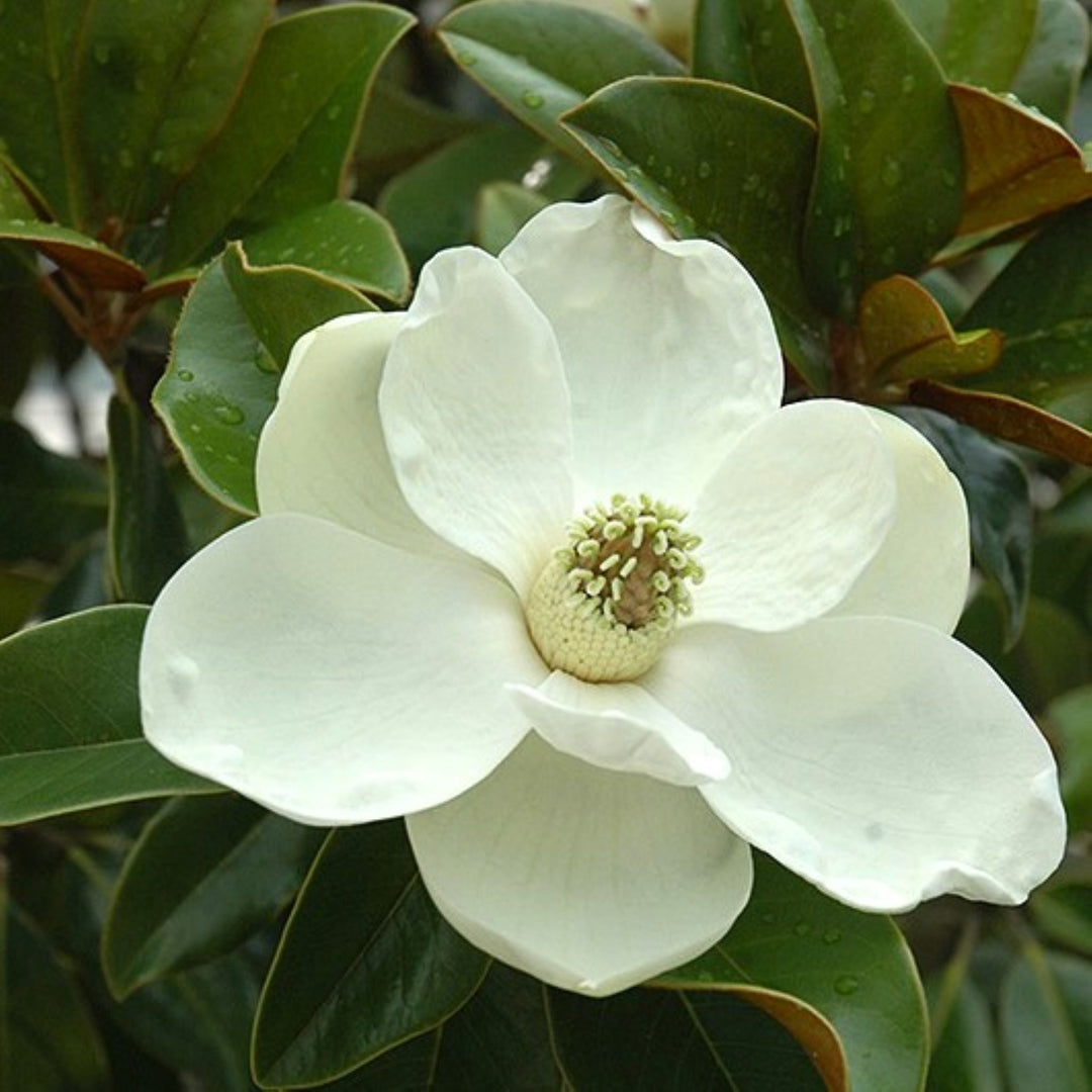 Magnolia grandiflora 'Bracken's Brown Beauty' Magnolia, 7 Gallon Tree