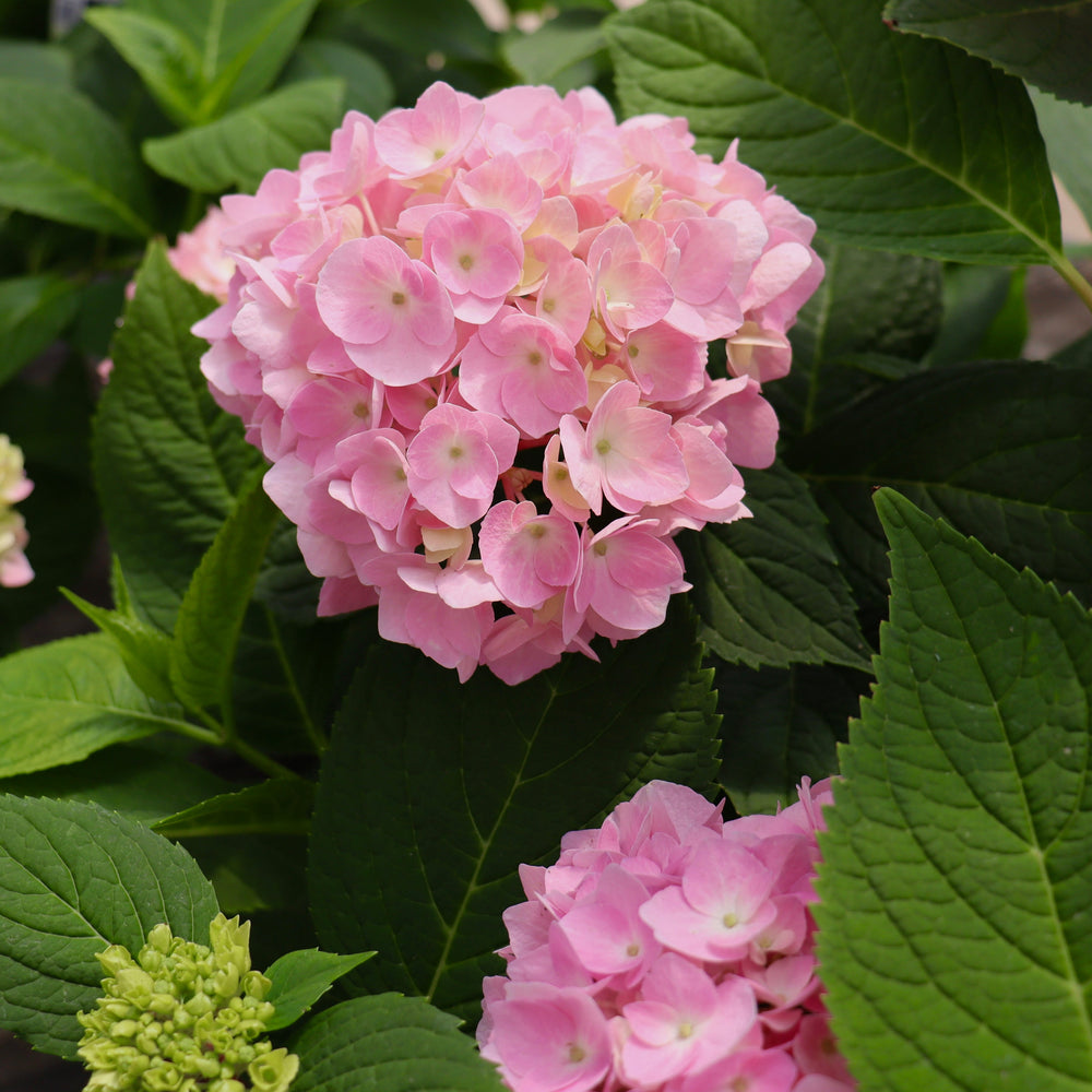 Hydrangea macrophylla 'Bailmer' PP15298 Endless Summer® The Original Bigleaf Hydrangea, 2 Gallon Shrub