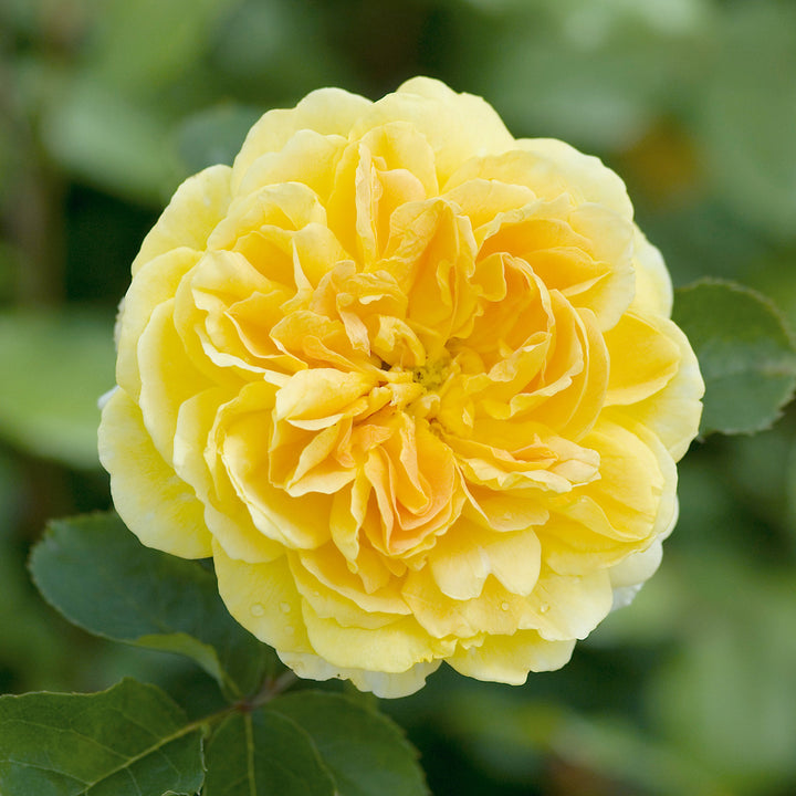 Rosa x 'Ausmol' Molineux David Austin Rose, 3 Gallon Shrub