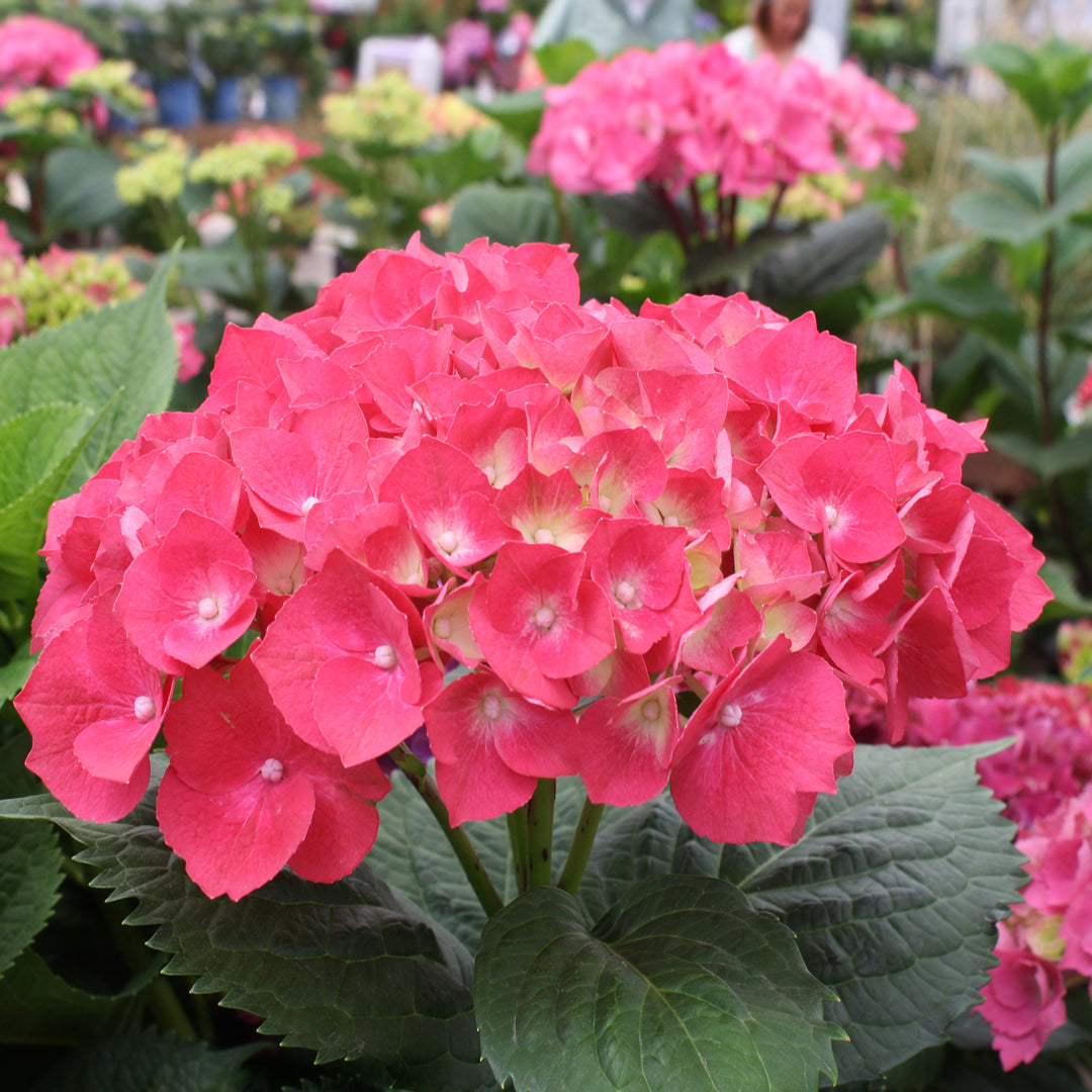 Hydrangea macrophylla 'Leuchtfeuer' Mophead Hydrangea, 2 Gallon Shrub