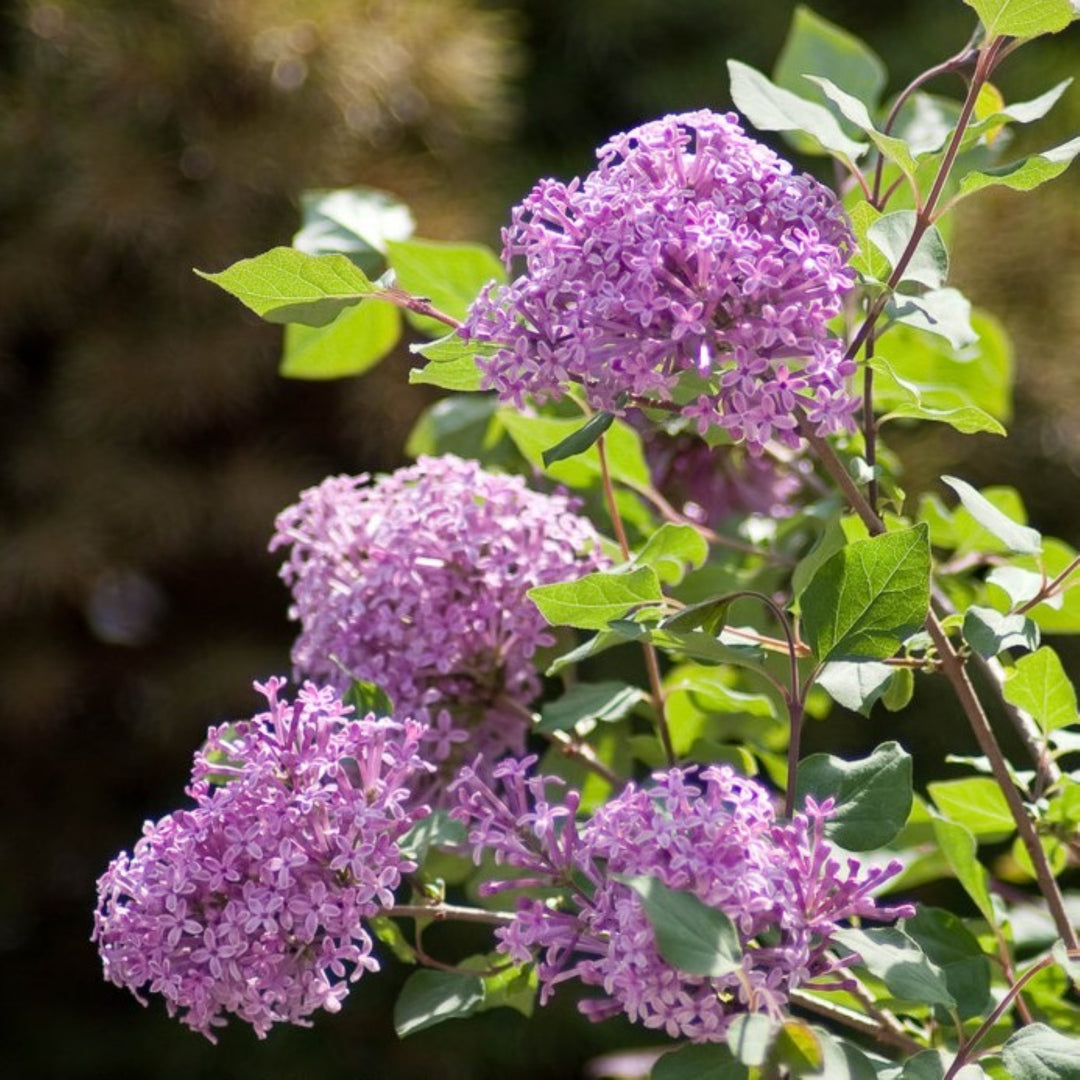Syringa x 'Penda' PP20575 Bloomerang® Purple Reblooming Lilac, 2 Gallon Shrub
