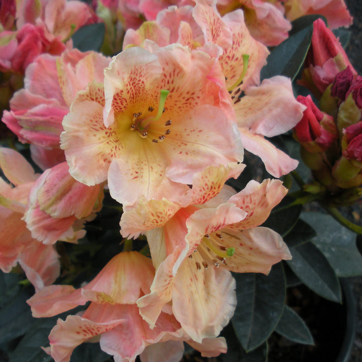 Rhododendron x 'Kaitlyn's Delight' Rhododendron, 1 Gallon Shrub