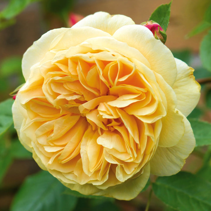Rosa x 'Ausbaker' Teasing Georgia David Austin Rose, 3 Gallon Shrub